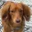 Dachshund (Miniature Long Haired)