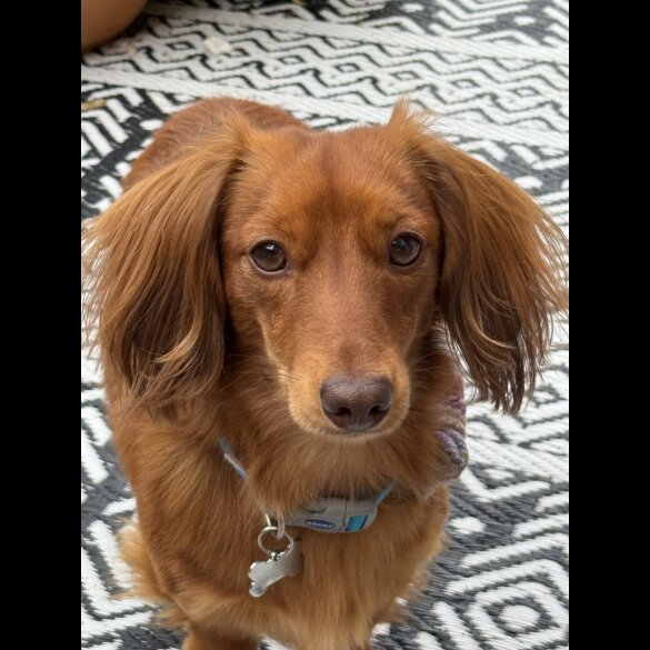 Dachshund (Miniature Long Haired)