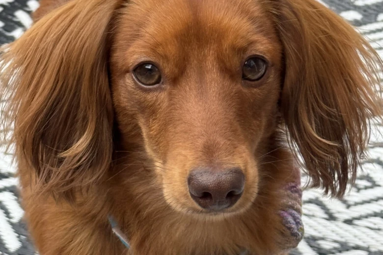 Dachshund (Miniature Long Haired)