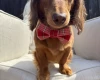 Dachshund (Miniature Long Haired)