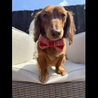 Dachshund (Miniature Long Haired)