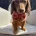 Dachshund (Miniature Long Haired)