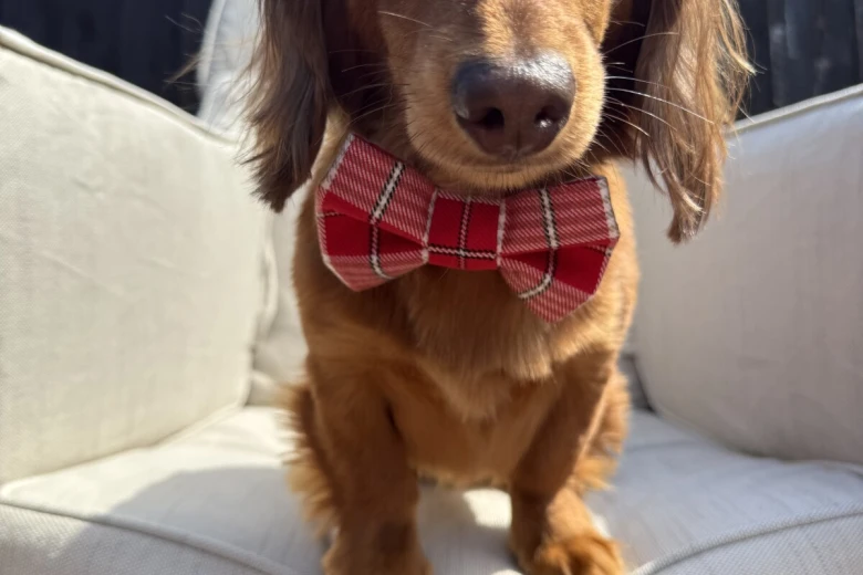 Dachshund (Miniature Long Haired)