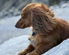 Dachshund (Miniature Long Haired)