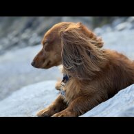 Dachshund (Miniature Long Haired)