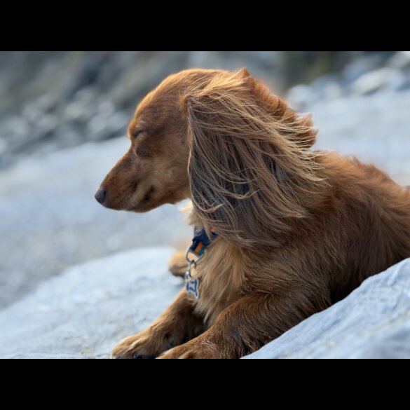 Dachshund (Miniature Long Haired)