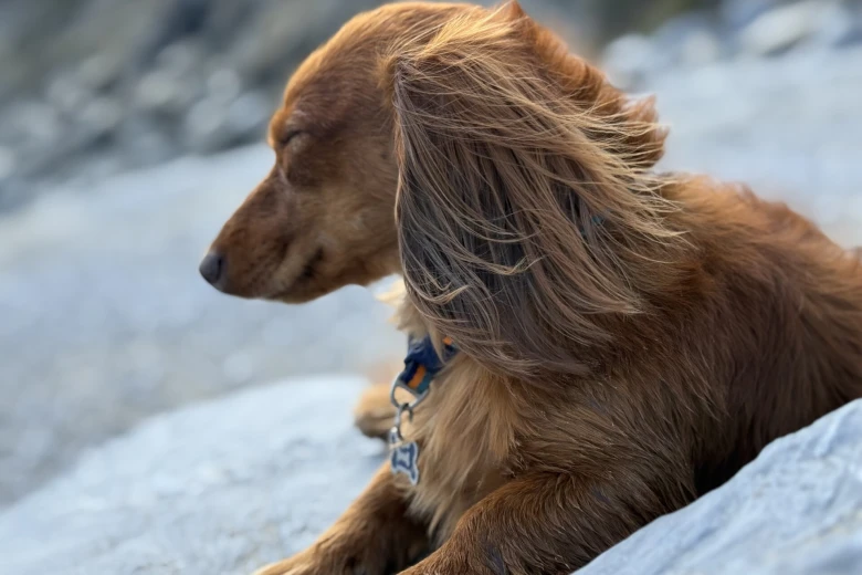 Dachshund (Miniature Long Haired)