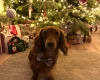 Dachshund (Miniature Long Haired)
