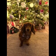 Dachshund (Miniature Long Haired)