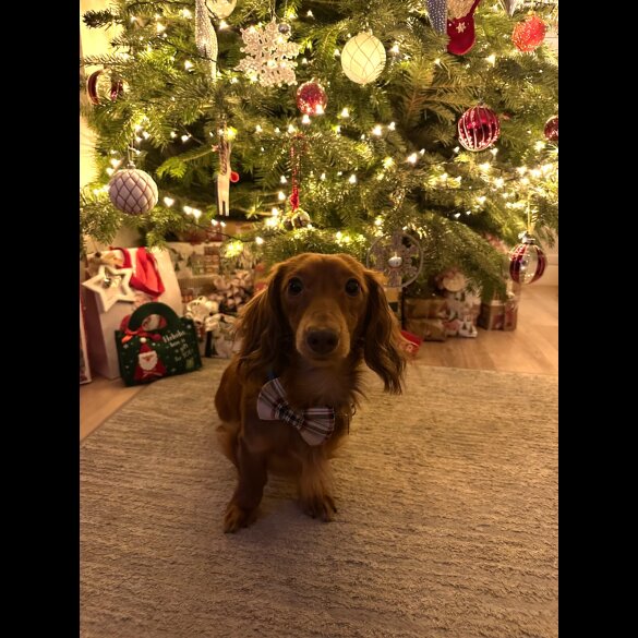 Dachshund (Miniature Long Haired)