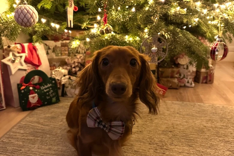 Dachshund (Miniature Long Haired)