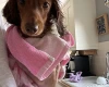 Dachshund (Miniature Long Haired)