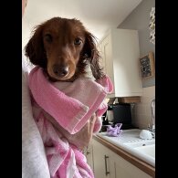 Dachshund (Miniature Long Haired)