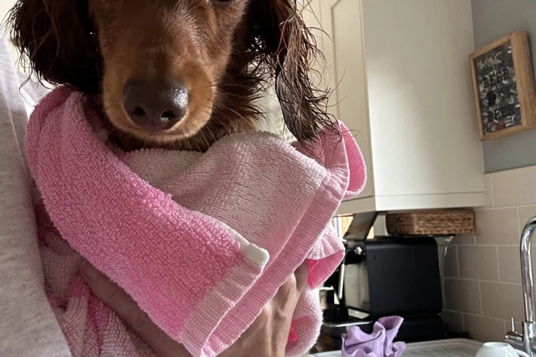 Dachshund (Miniature Long Haired)