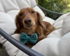 Dachshund (Miniature Long Haired)