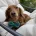 Dachshund (Miniature Long Haired)