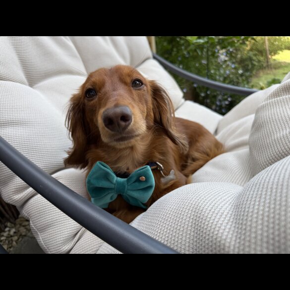 Dachshund (Miniature Long Haired)