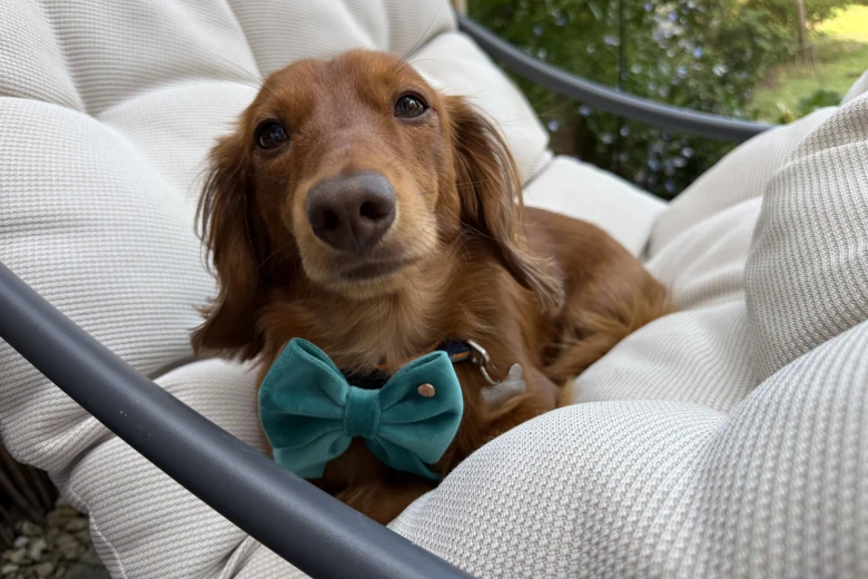 Dachshund (Miniature Long Haired)