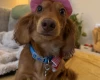 Dachshund (Miniature Long Haired)
