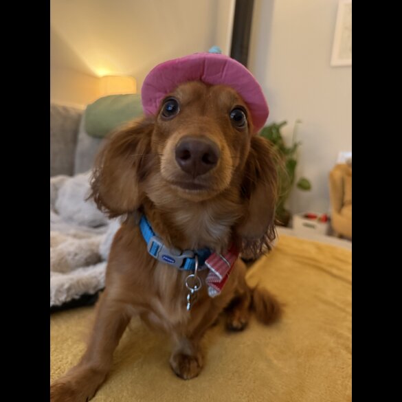 Dachshund (Miniature Long Haired)
