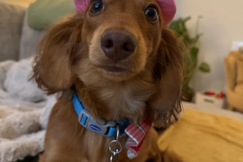 Dachshund (Miniature Long Haired)
