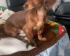 Dachshund (Miniature Long Haired)