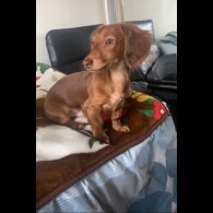 Dachshund (Miniature Long Haired)