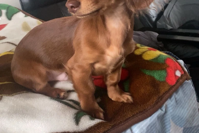 Dachshund (Miniature Long Haired)