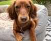 Dachshund (Miniature Long Haired)