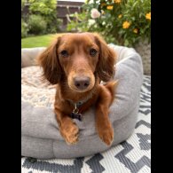 Dachshund (Miniature Long Haired)