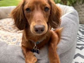 Dachshund (Miniature Long Haired)
