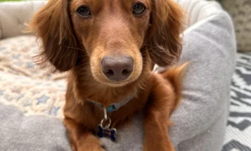 Dachshund (Miniature Long Haired)