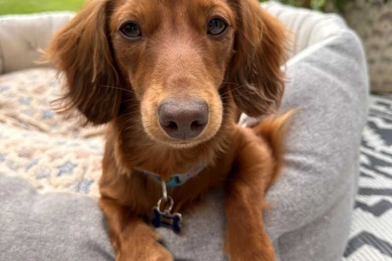 Dachshund (Miniature Long Haired)
