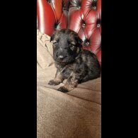 German Shepherd (Alsatian)