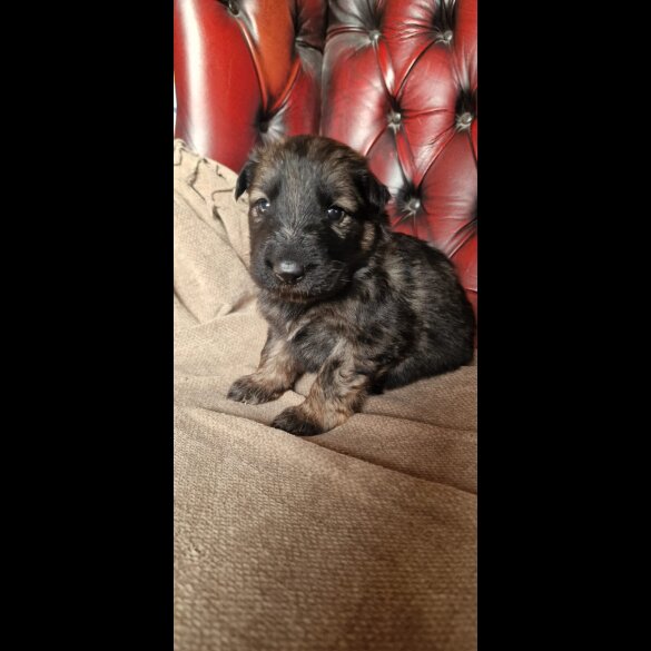 German Shepherd (Alsatian)