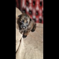 German Shepherd (Alsatian)