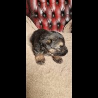 German Shepherd (Alsatian)