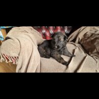 German Shepherd (Alsatian)