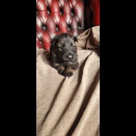 German Shepherd (Alsatian)