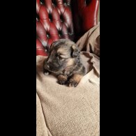 German Shepherd (Alsatian)