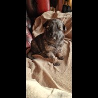 German Shepherd (Alsatian)