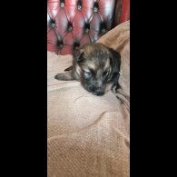 German Shepherd (Alsatian)
