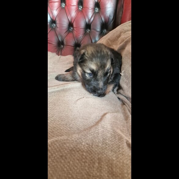 German Shepherd (Alsatian)
