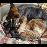 German Shepherd (Alsatian)