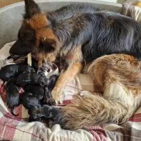 German Shepherd (Alsatian)