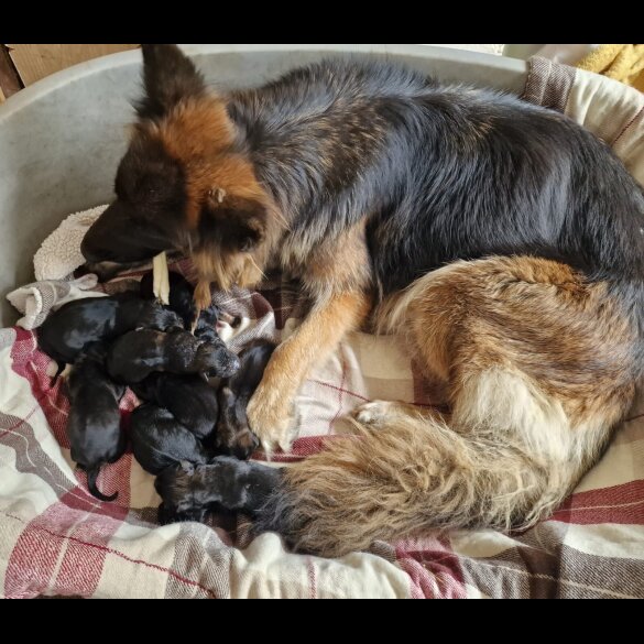 German Shepherd (Alsatian)