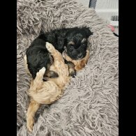 Malshi - Dogs