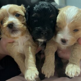 Malshi - Dogs