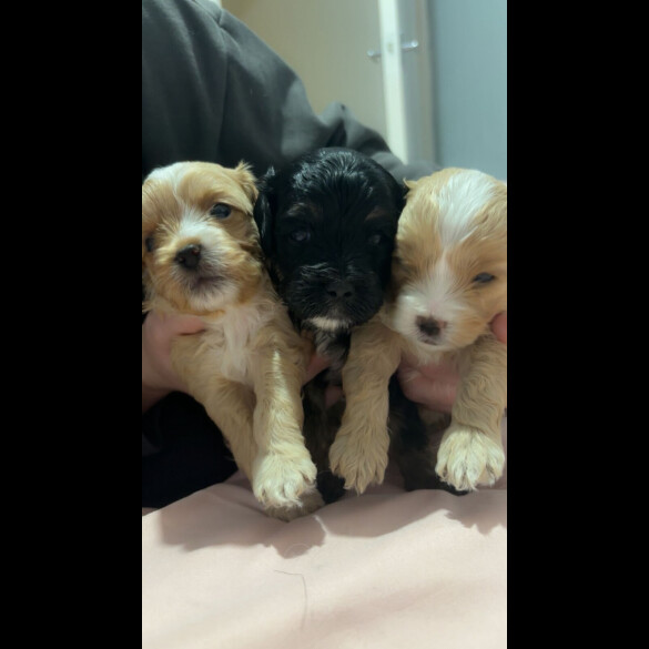 Malshi - Dogs