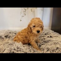 Maltipoo - Both